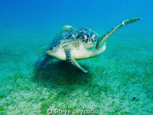 green turtle waves to me by Steve Laycock 